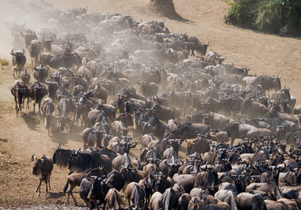 istock Wildebeests running through the savannah. 669523312