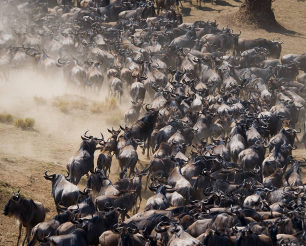 istock Wildebeests running through the savannah. 669523414