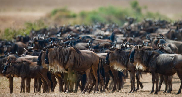 istock Wildebeests standing in the savannah. 669523422