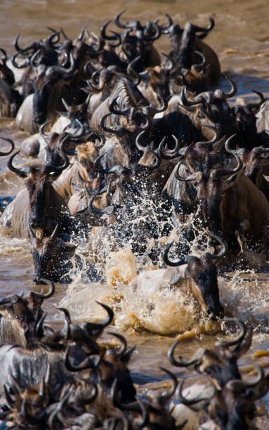 istock Wildebeests are crossing Mara river. 669523424