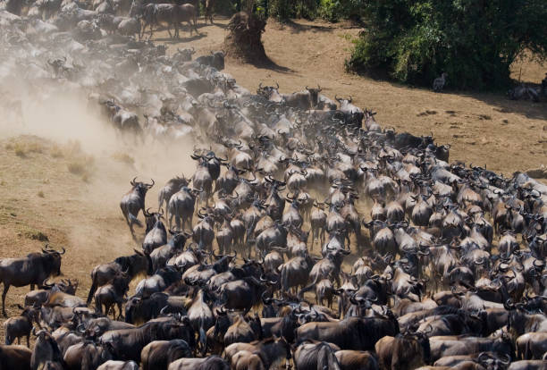 istock Wildebeests running through the savannah. 669523456