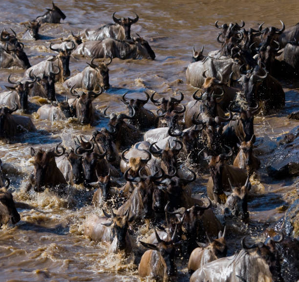 istock Wildebeests are crossing Mara river. 669523520