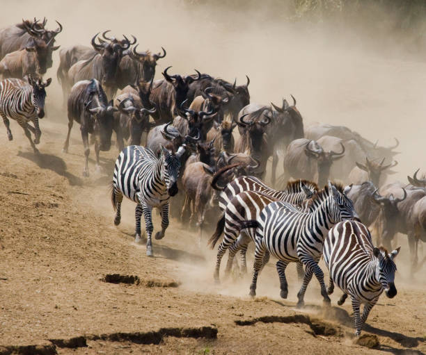 istock Wildebeests running through the savannah. 669523598