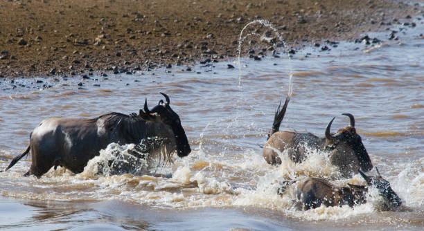 istock Wildebeests are crossing Mara river. 669523774