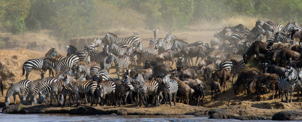 istock Big herd of wildebeest is about Mara River. 669523786