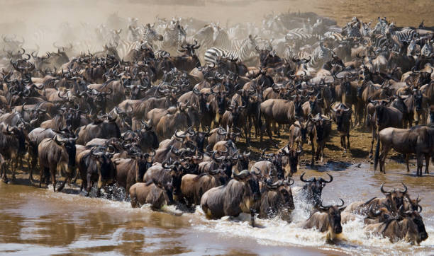 istock Big herd of wildebeest is about Mara River. 669523882
