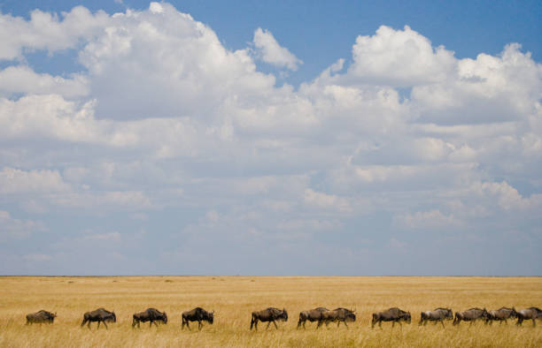 istock Wildebeest are following each other in the savannah. 669523922