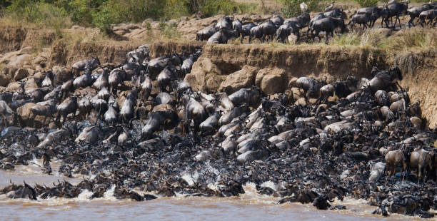 istock Big herd of wildebeest is about Mara River. 669523970