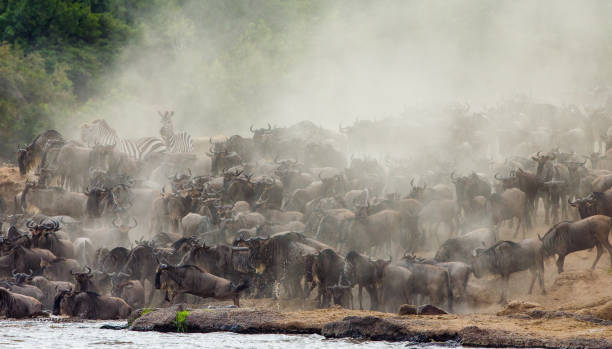 istock Big herd of wildebeest is about Mara River. 669524042