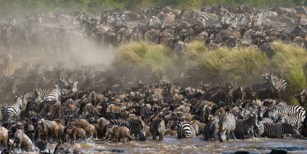 istock Wildebeests are crossing Mara river. 669524226