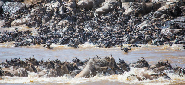 istock Wildebeests are crossing Mara river. 669524230