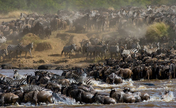 istock Wildebeests are crossing Mara river. 669524262