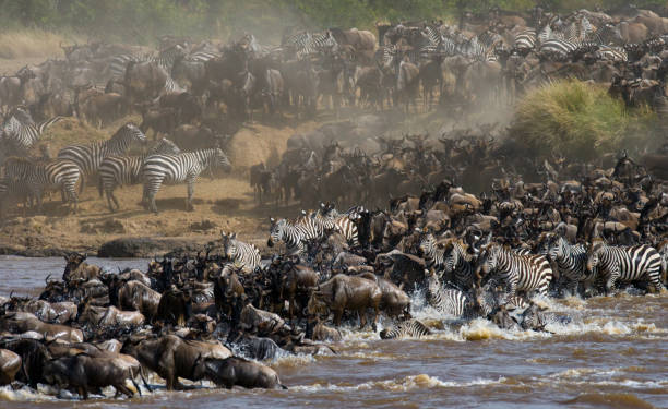 istock Wildebeests are crossing Mara river. 669524264