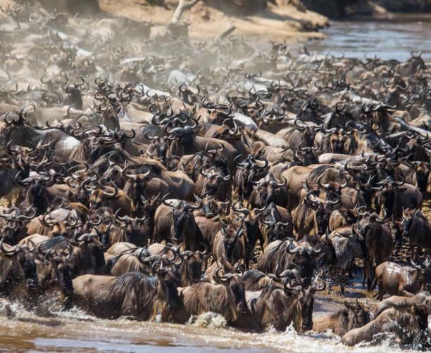istock Wildebeests are crossing Mara river. 669524304