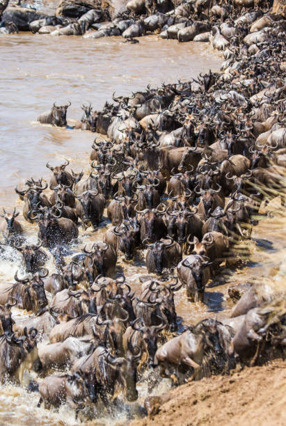 istock Wildebeests are crossing Mara river. 669524312