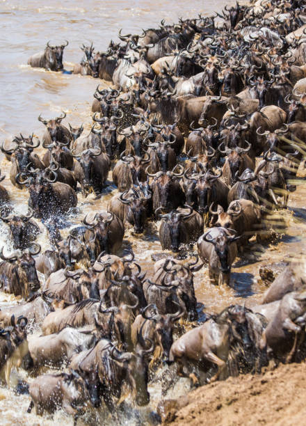 istock Wildebeests are crossing Mara river. 669524326