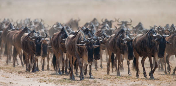 istock Wildebeest are following each other in the savannah. 669524340