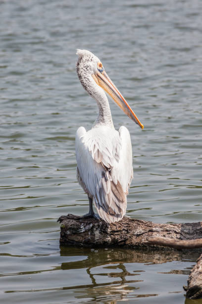 istock Close up the great egret sitting on tree twig with blurred nature pond in background. 669525238