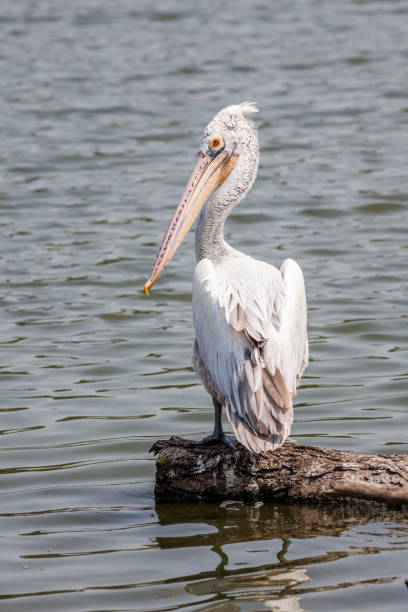 istock Close up the great egret sitting on tree twig with blurred nature pond in background. 669525542