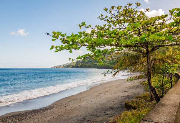 istock Trees in the Beach, Grenada, Caribbean 669526422