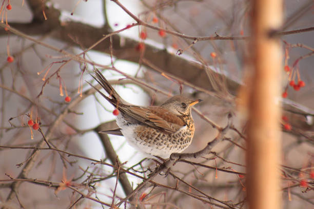 istock The thrush sits on the branch tree and eating an crab apples. 669533324