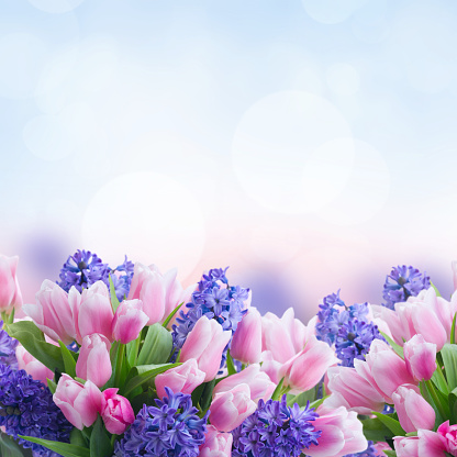 Pink tulips and blue hyacinths flowers over garden bokeh background