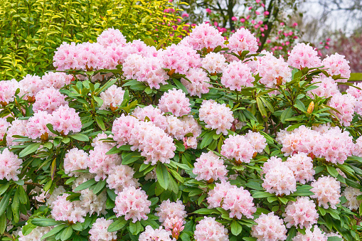 Pink Rhododendron, Flowerbed, Plant, Rhododendron, Gardening