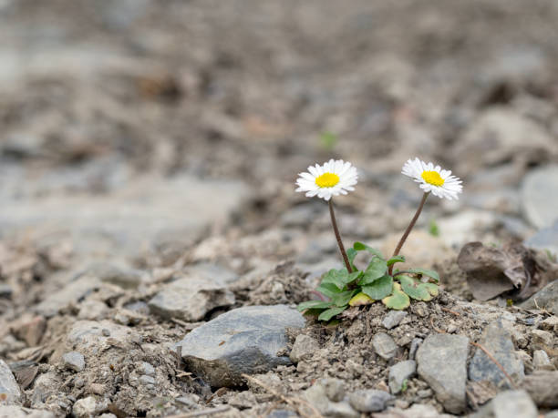 istock Two wild daisy survivors, on stony ground. 669545378