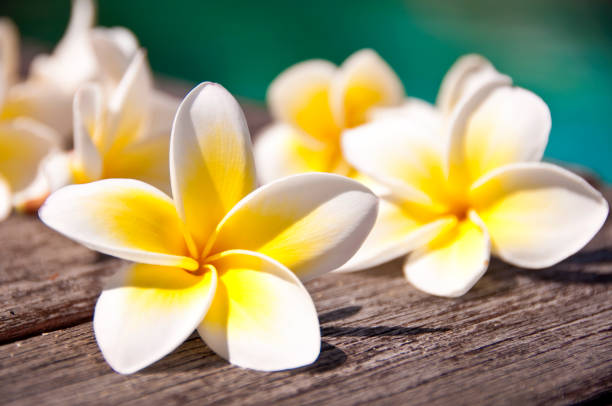 istock Plumera flowers on wooden floor, blue water background 669545470