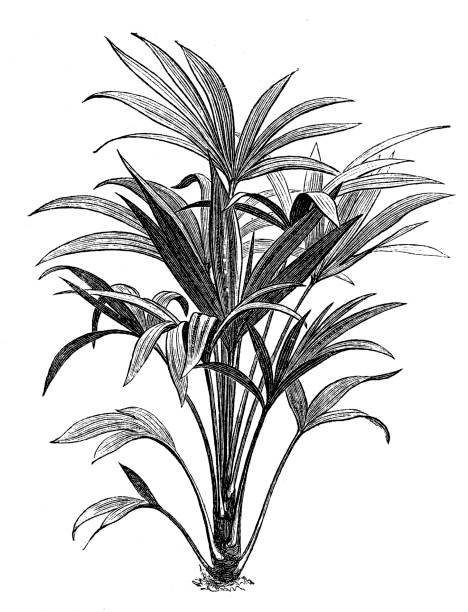 ilustraciones, imágenes clip art, dibujos animados e iconos de stock de trachycarpus fortunei (chamaerops excelsa) - flower single flower leaf tree
