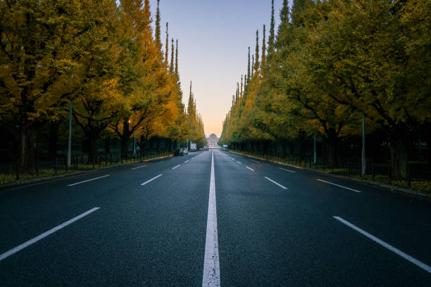 carretera vacía en la ciudad con los árboles en otoño - middle human age leaf tree fotografías e imágenes de stock