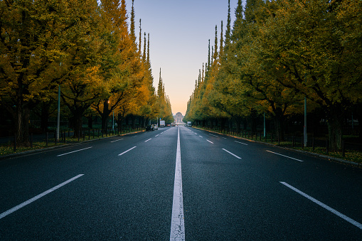 Empty road in city with trees in autum. City street, straight road in the city. Transportation concept. Ginkgo trees at Icho Namiki Avenue or Road, Meiji Jingu Gaien Park, Tokyo, Japan