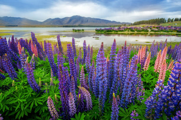 istock Lake Tekapo Lupin Field Focus Blended 669545966
