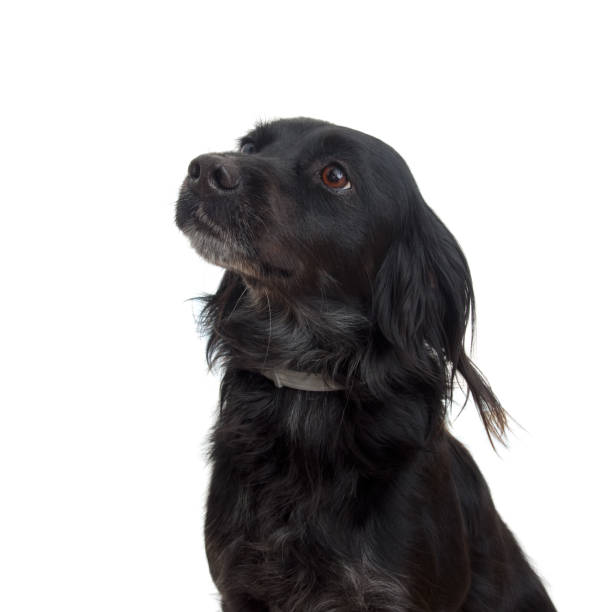 istock Black dog closeup portrait on white background. Attentive. 669548690