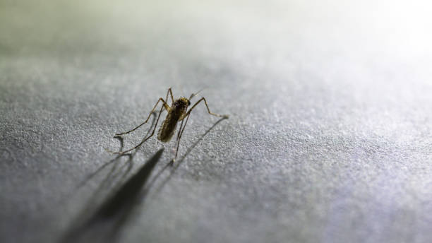 Mosquito in the dark stock photo