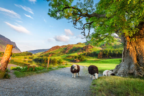 Curious sheeps on pasture in summer, Lake District, England Curious sheeps on pasture in summer, Lake District, England grasmere stock pictures, royalty-free photos & images