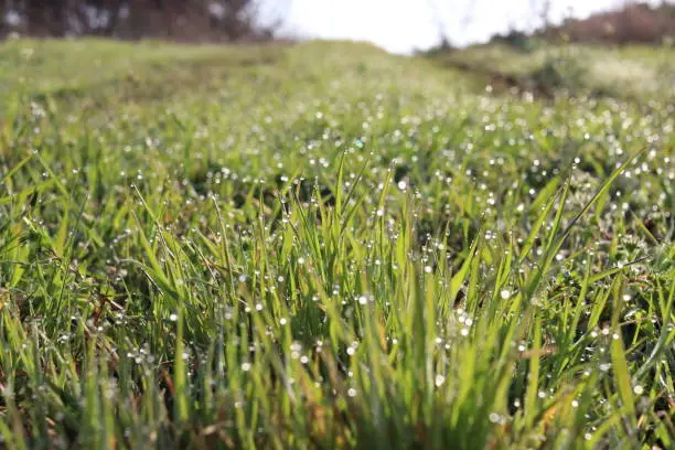 dew with grass