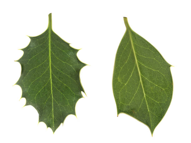 Prickly holly leaf, side on view, isolated