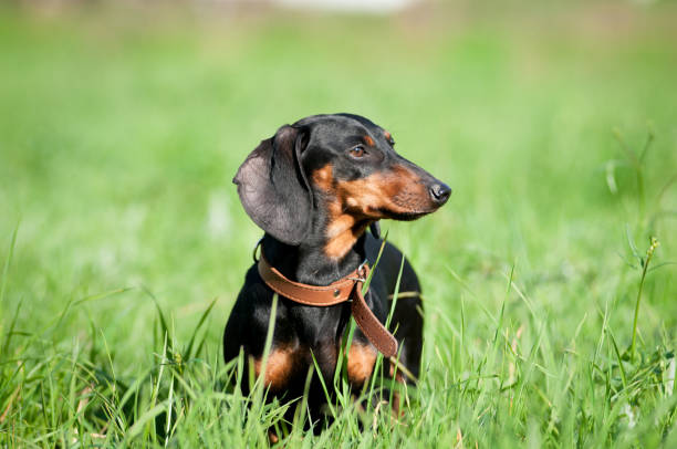 istock Dachshund portrait in green grass 669551916