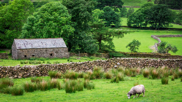 istock Old rocky home and sheep on green pasture, UK 669552184