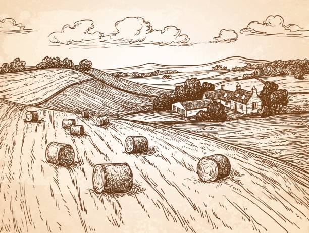 필드 haystacks. - england field autumn season stock illustrations