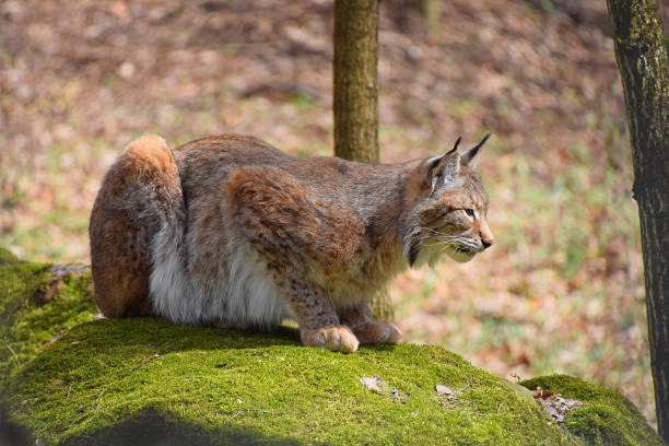 istock Eurasian lynx on moth stone in forest 669554816