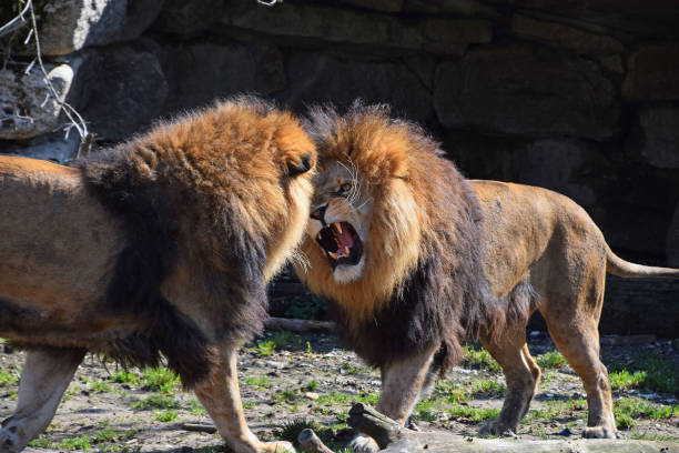 dois leões africanos machos lutam e rugem no zoológico - lions tooth - fotografias e filmes do acervo