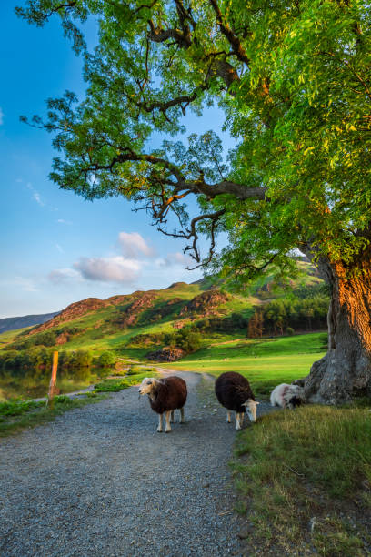istock Sheeps on footpath in the Lake District, England 669558754
