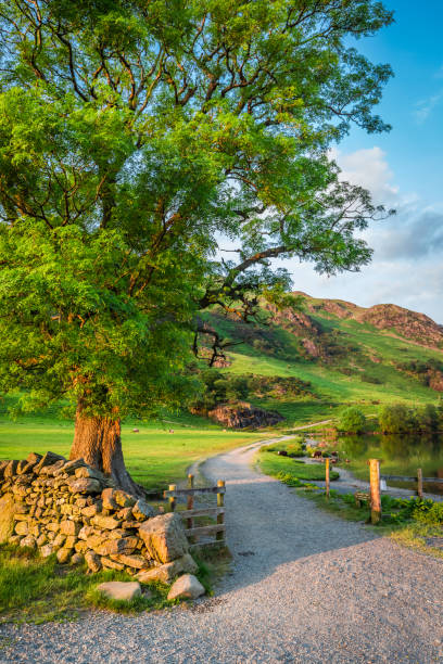 Sheep and cattle grazing in sunlit water meadows beneath leafy summer foliage and green mountains in an idyllic bucolic summer landscape. Photo RGB profile for maximum color fidelity and gamut.
