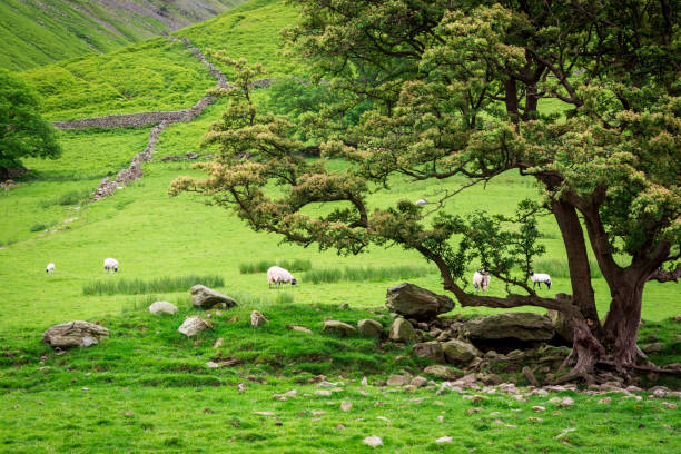 istock Grazing flock of sheeps near big tree, UK 669559688
