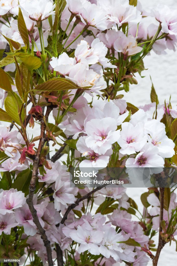 Beautiful Spring Flowers Outdoors Pink Whiet Small Dense Agricultural Field Stock Photo