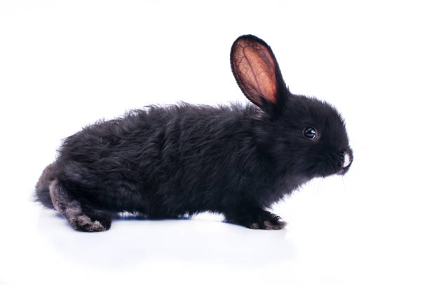 istock cute black rabbit eating green salad 669559806