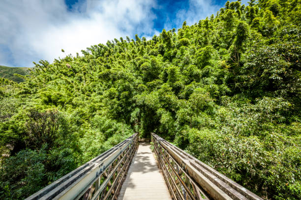 bridge into the bamboo forest beautiful bridge, entrance to the famous bamboo forest at pipiwai trail, maui, hawaiian islands. bamboo bridge stock pictures, royalty-free photos & images