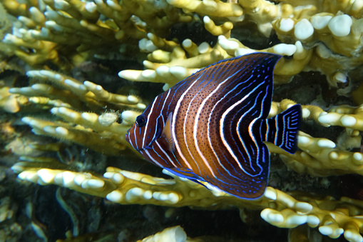 Halfcircled or Koran Angelfish on the coral reef